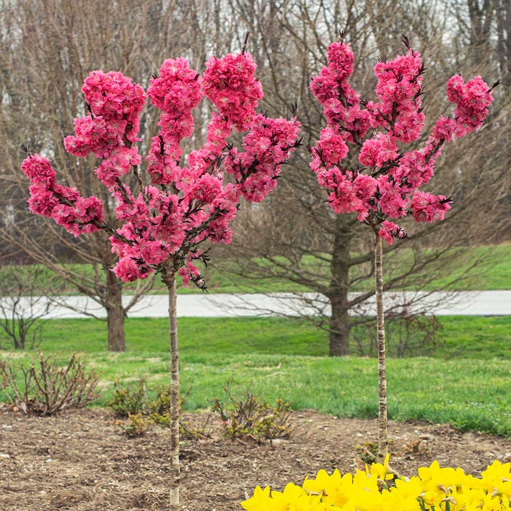 Ruby RuffleTM Patio Peach Tree