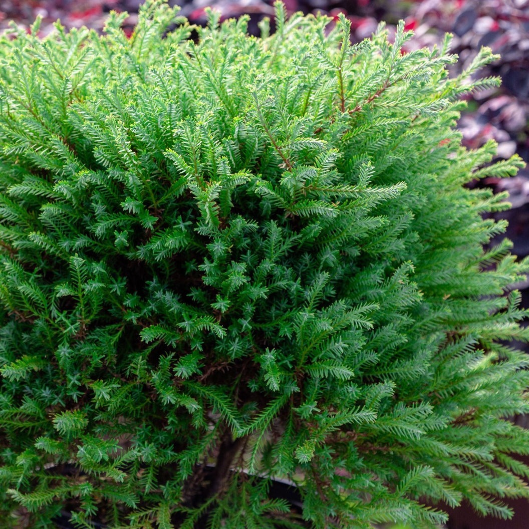 Southern Living® PancakeTM Arborvitae Shrub