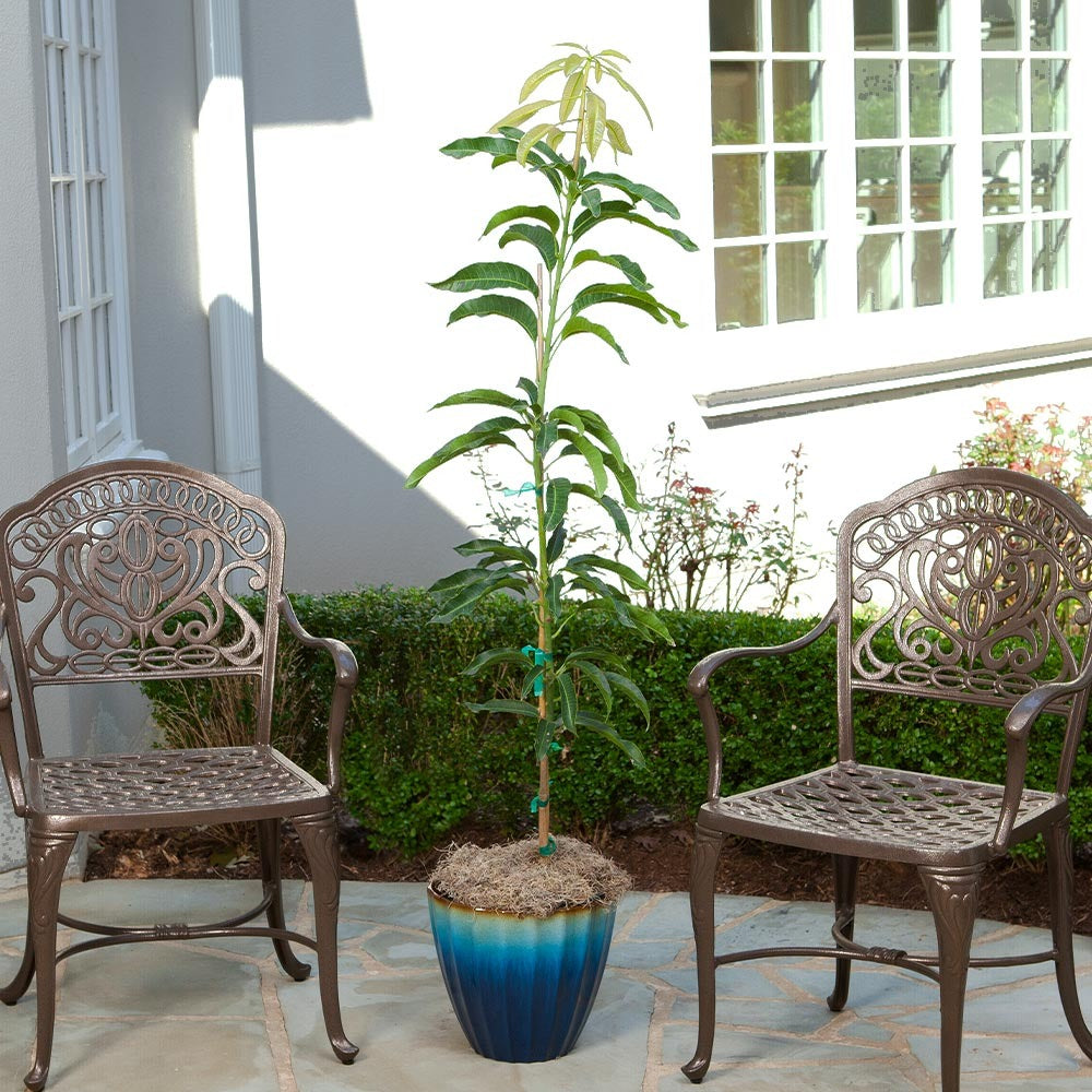 Condo Mango Tree