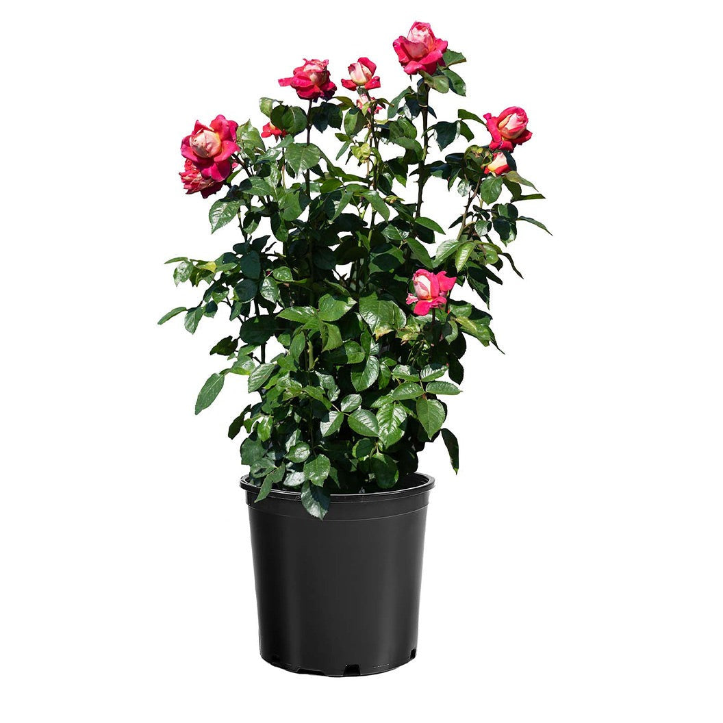 Bloomables® Cherries & ChampagneTM Rose