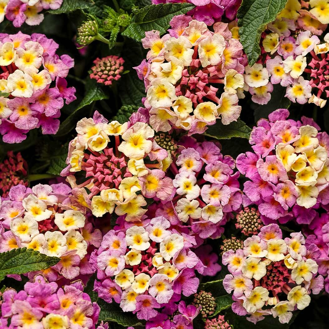 Proven Winners® Luscious® Pinkberry BlendTM Lantana