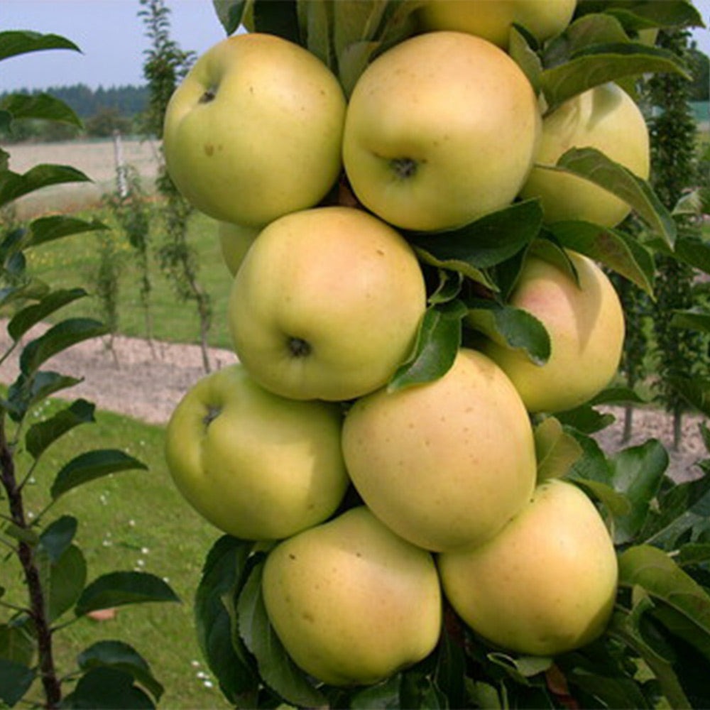 Fruit Snacks® Golden TreatTM Columnar Apple Tree