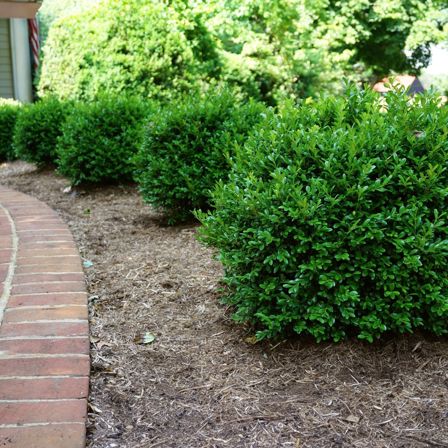 Proven Winners® NewGen Independence® Boxwood