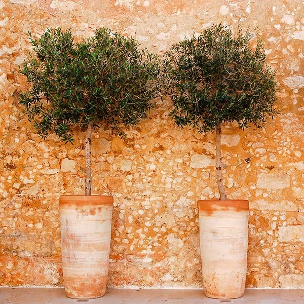Lecciana Olive Tree