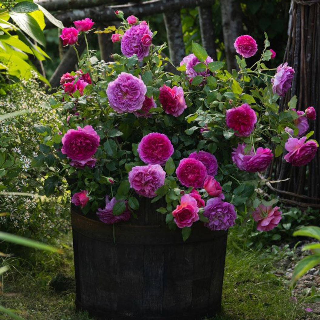David Austin® Gabriel OakTM Rose Shrub