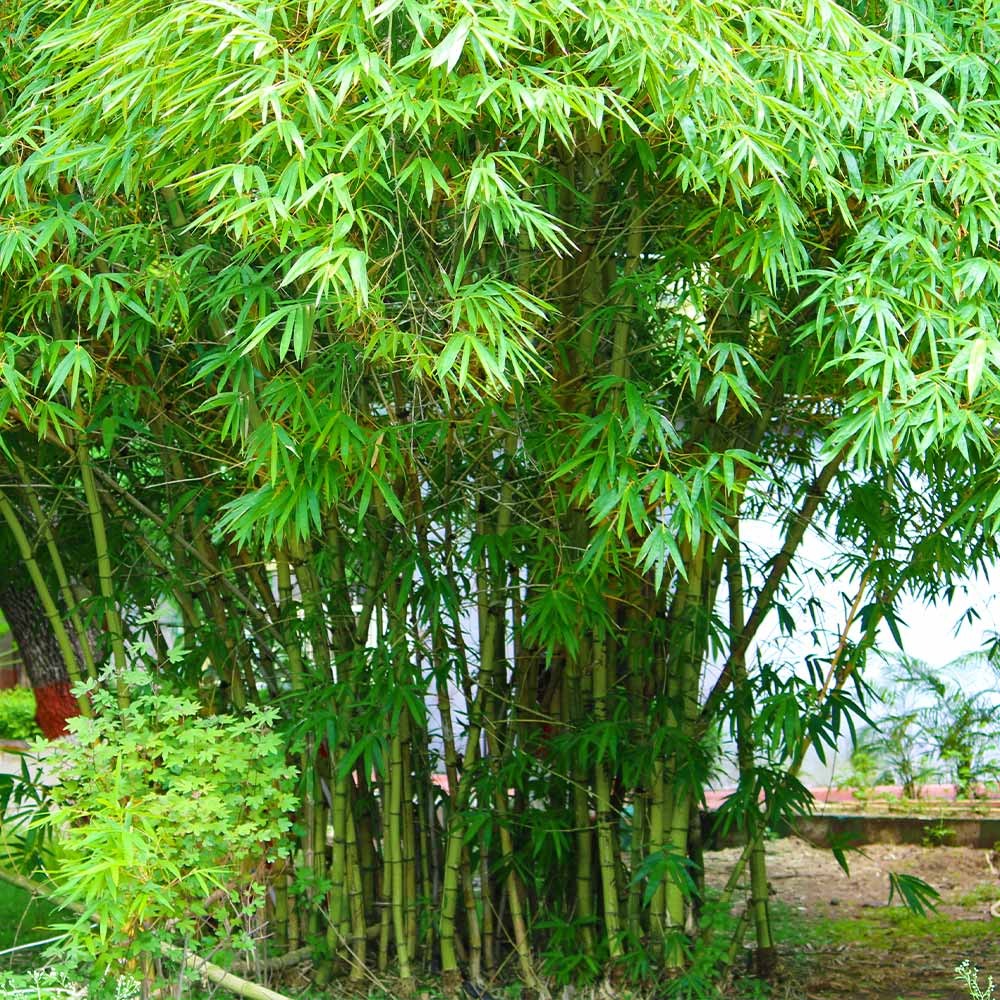 Graceful Bamboo