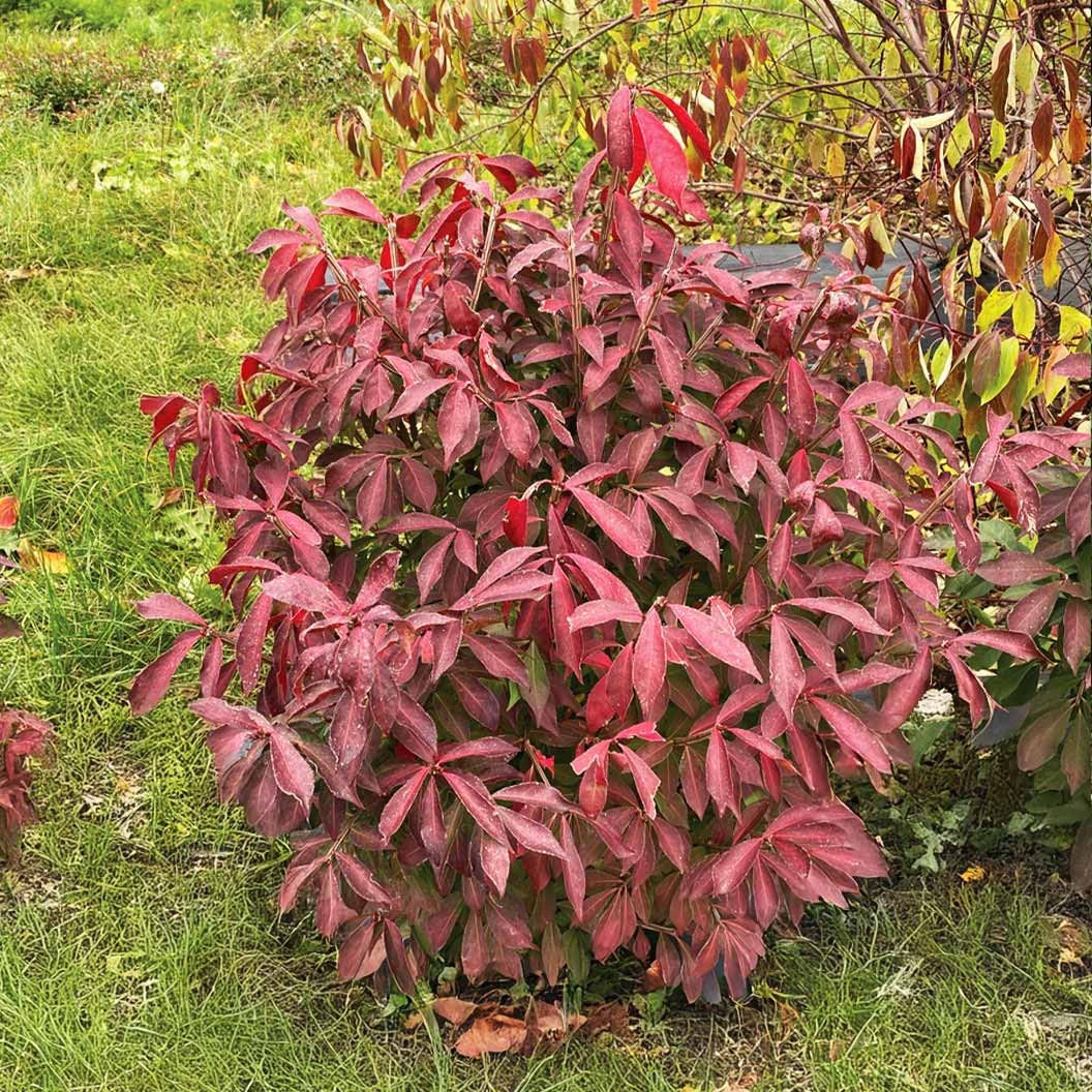 Proven Winners® Fire Ball SeedlessTM Burning Bush