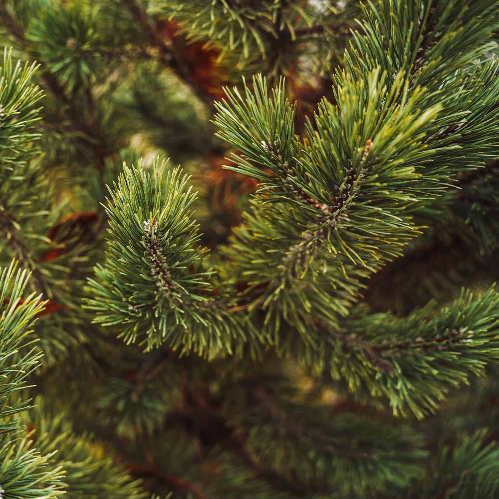 Tannenbaum Mugo Pine