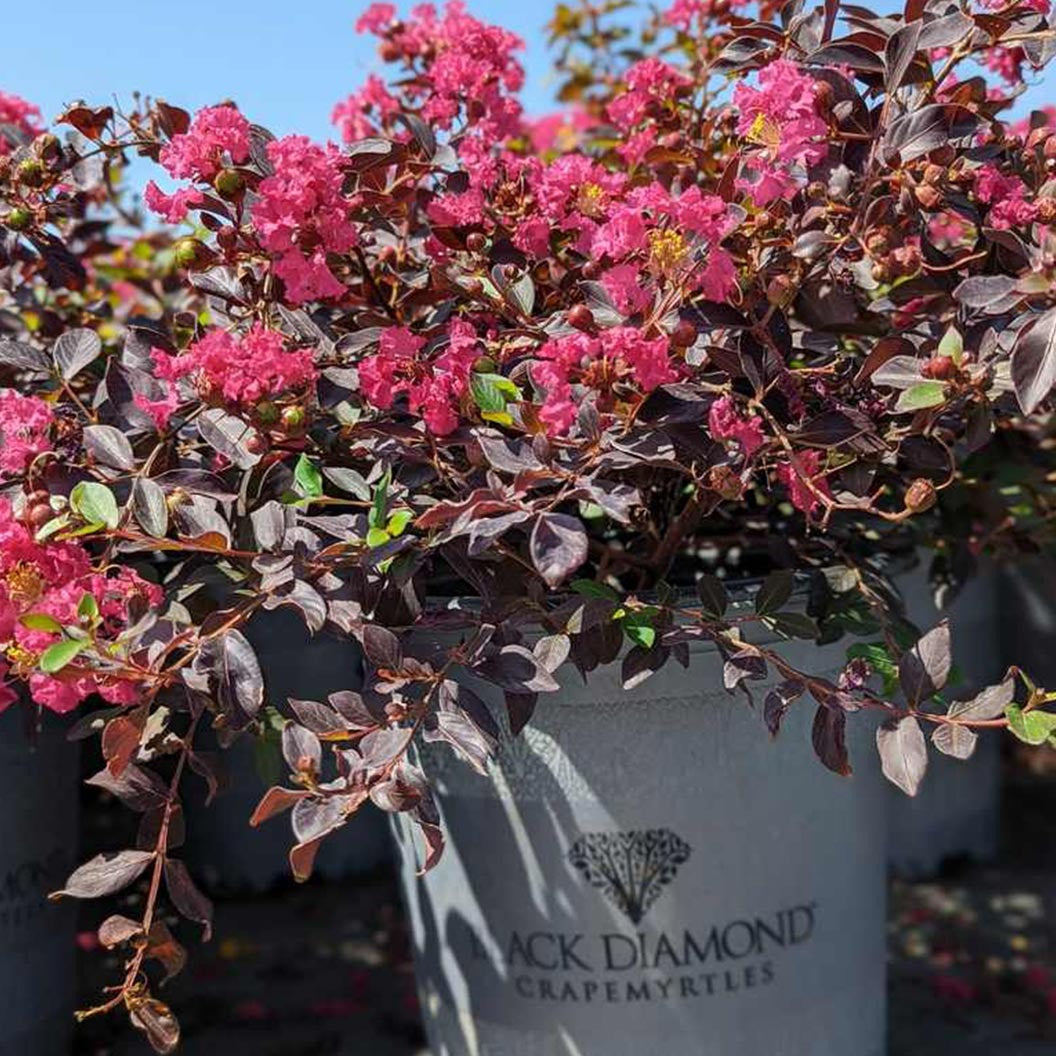 Black Diamond® Pave PinkTM Crape Myrtle Bush