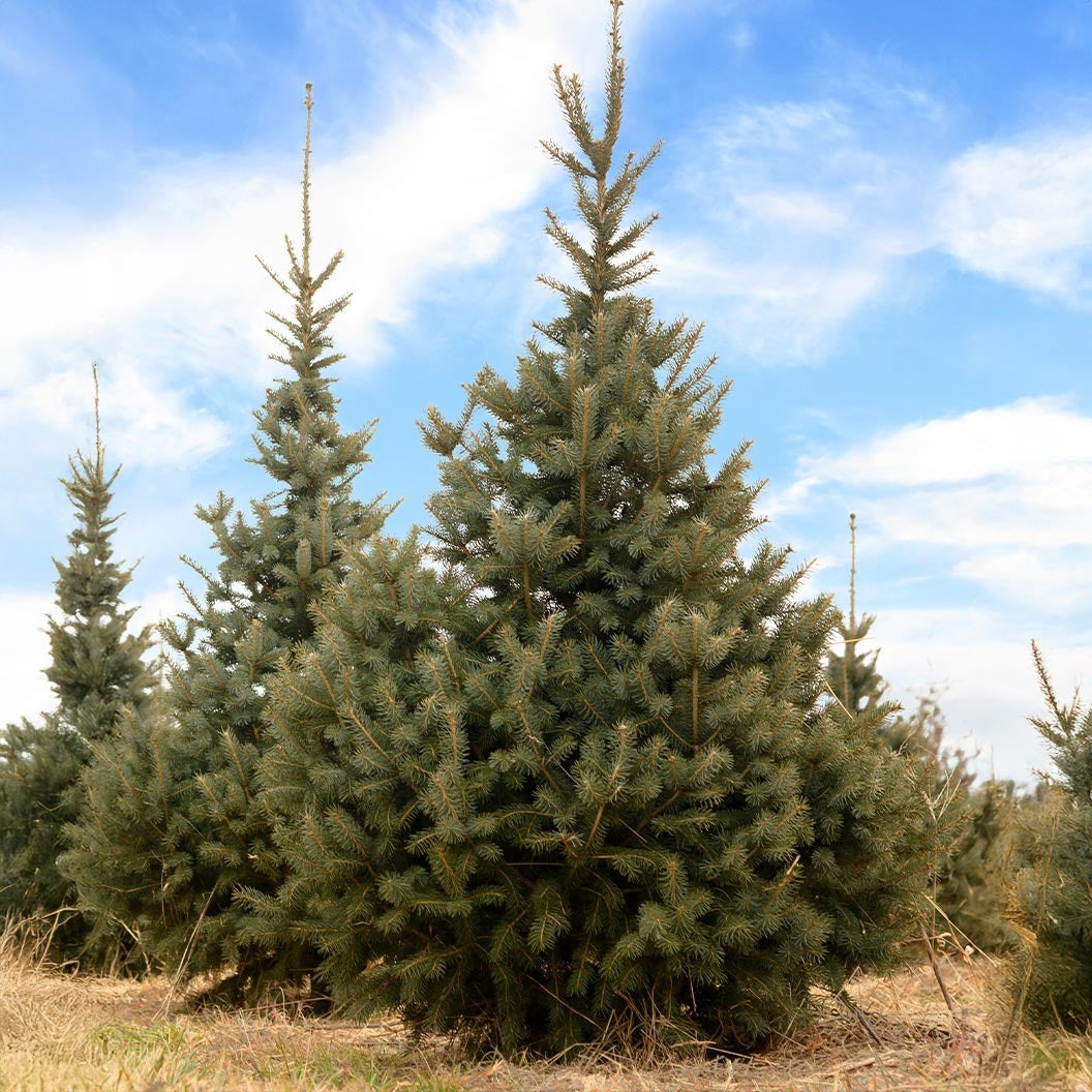 Skinny Blue GenesTM Black Hills Spruce Tree