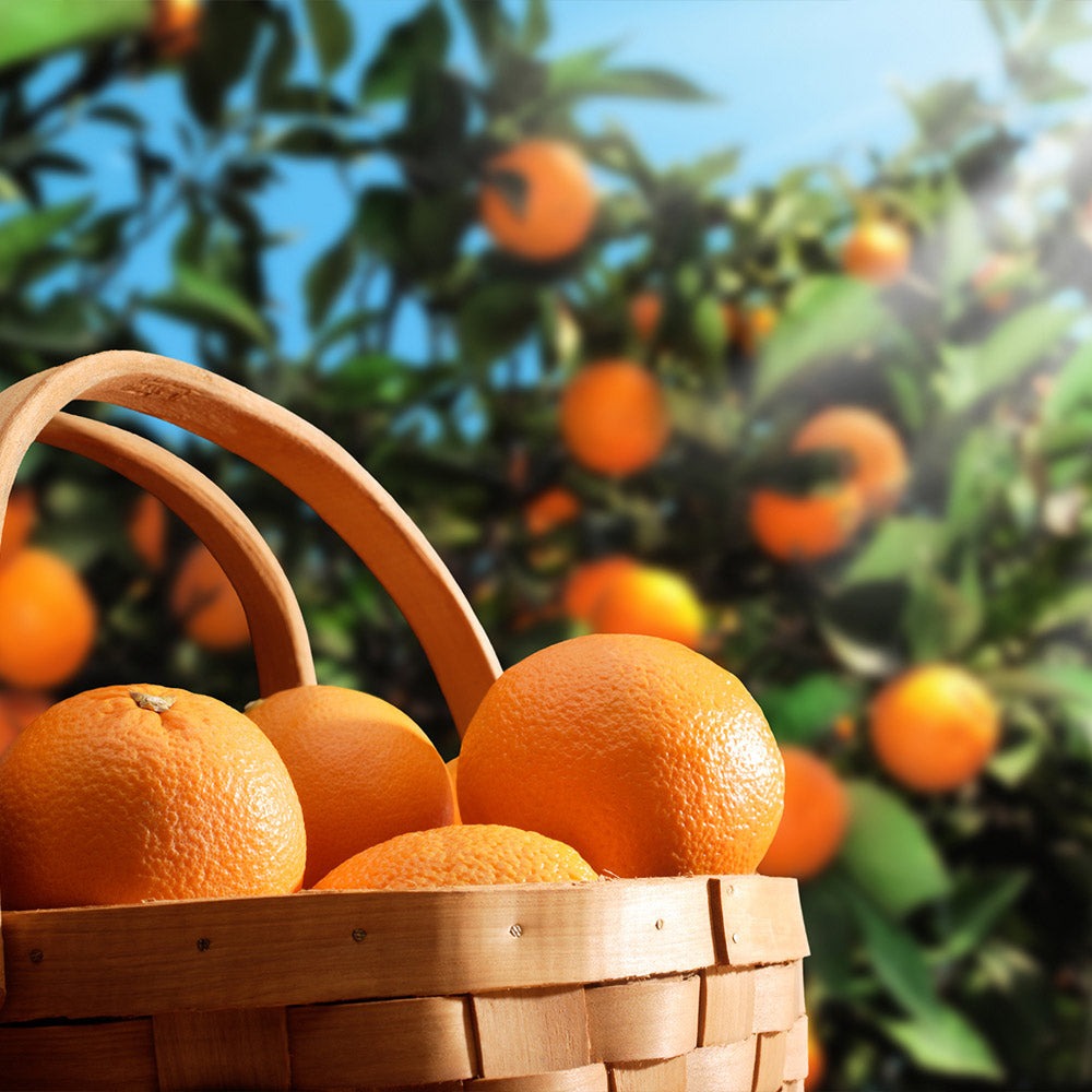 Hamlin Sweet Orange Tree Georgia