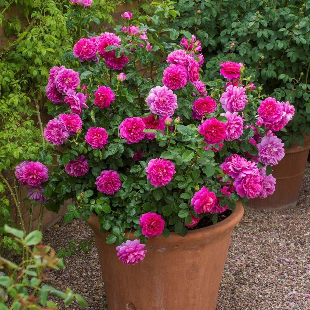 David Austin® Princess AnneTM Rose Shrub