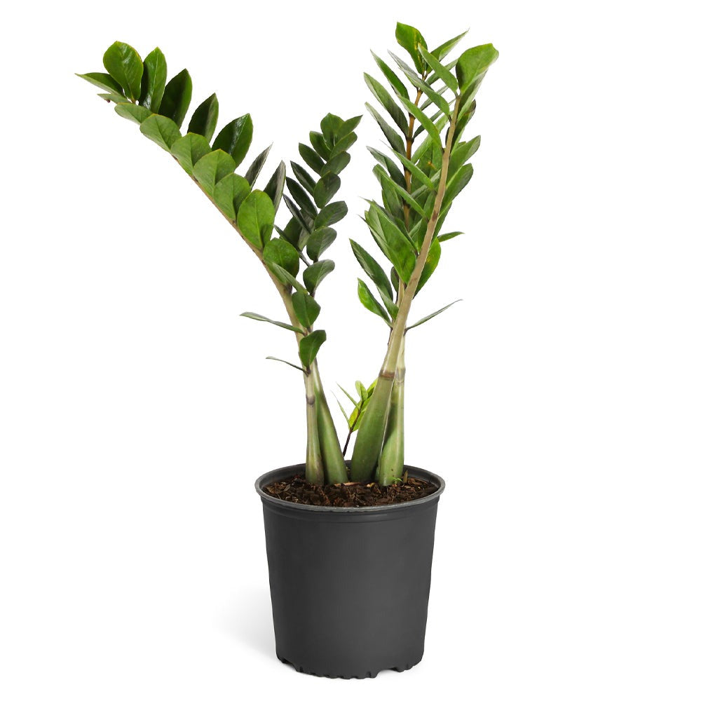 ZZ Plant