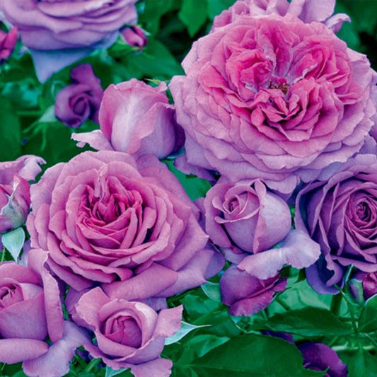 Sweet Madame BlueTM Floribunda Rose