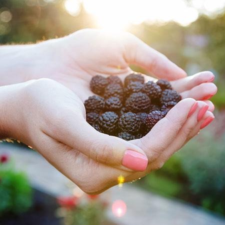 Thornless Blackberry Bush - USDA Organic