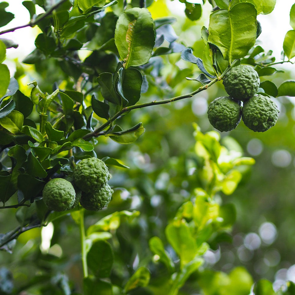 Kaffer 'Kieffer' Lime Tree