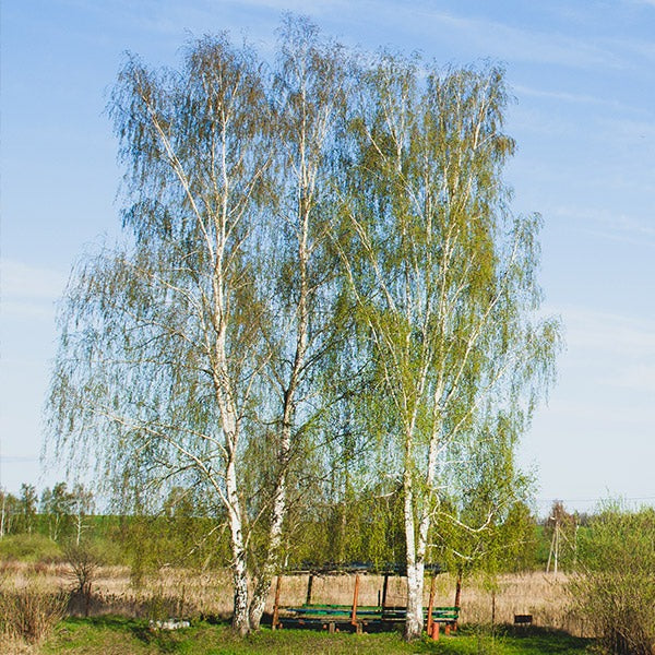 Proven Winners® AvalancheTM Birch Tree