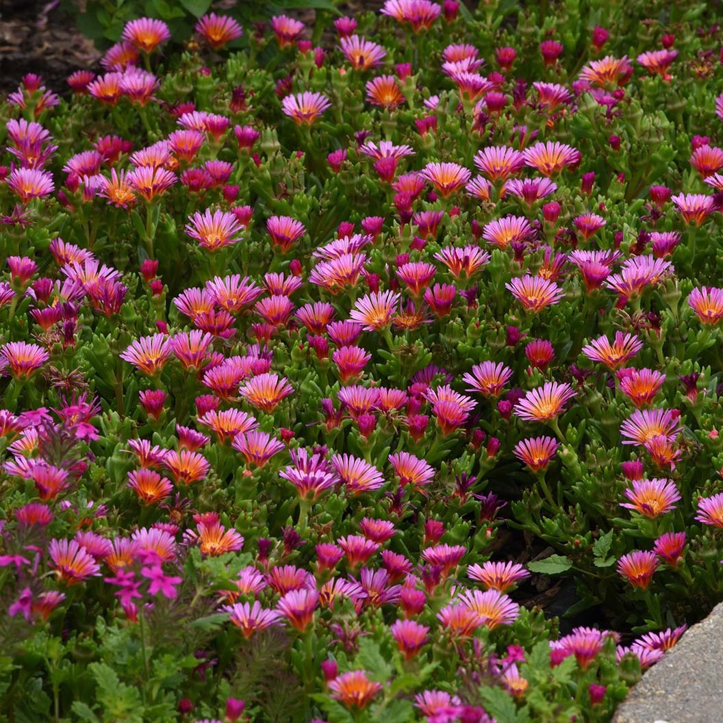 Better Versions® Ocean SunsetTM Orange Glow Ice Plant