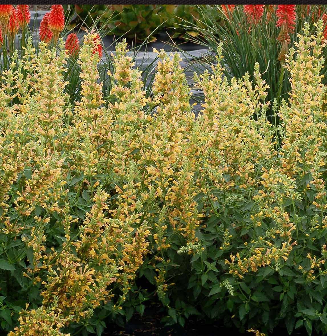 KudosTM Yellow Agastache Plant
