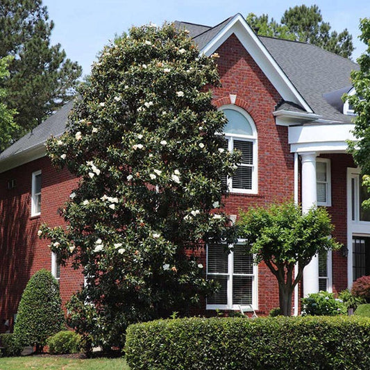 Southern Magnolia
