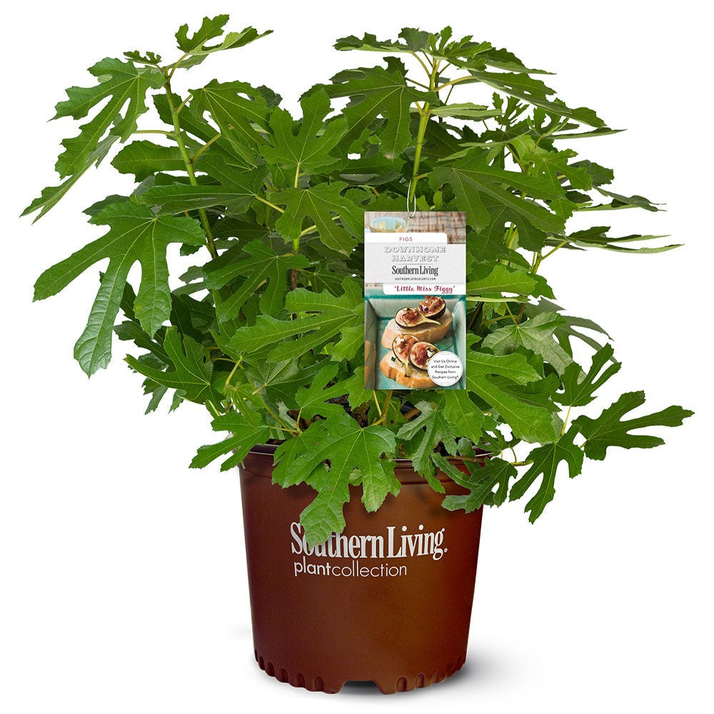 Southern Living® Little Miss FiggyTM Tree