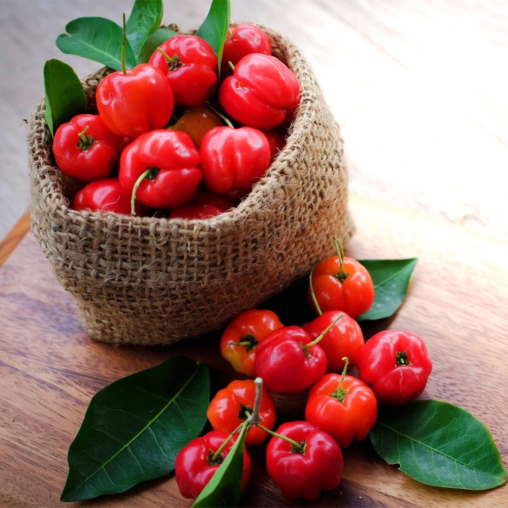 Barbados 'Acerola' Cherry Shrub