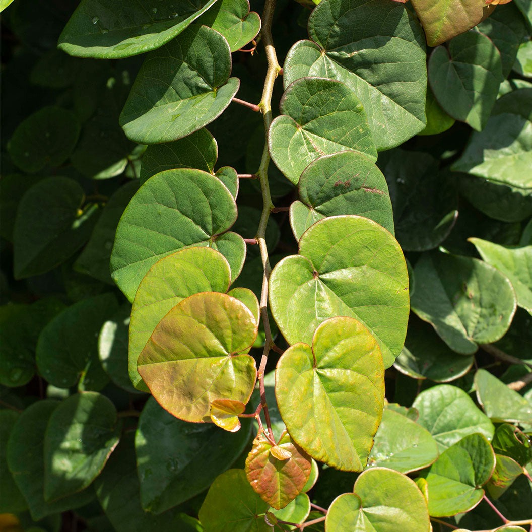Garden Gems Emerald Falls Redbud Tree