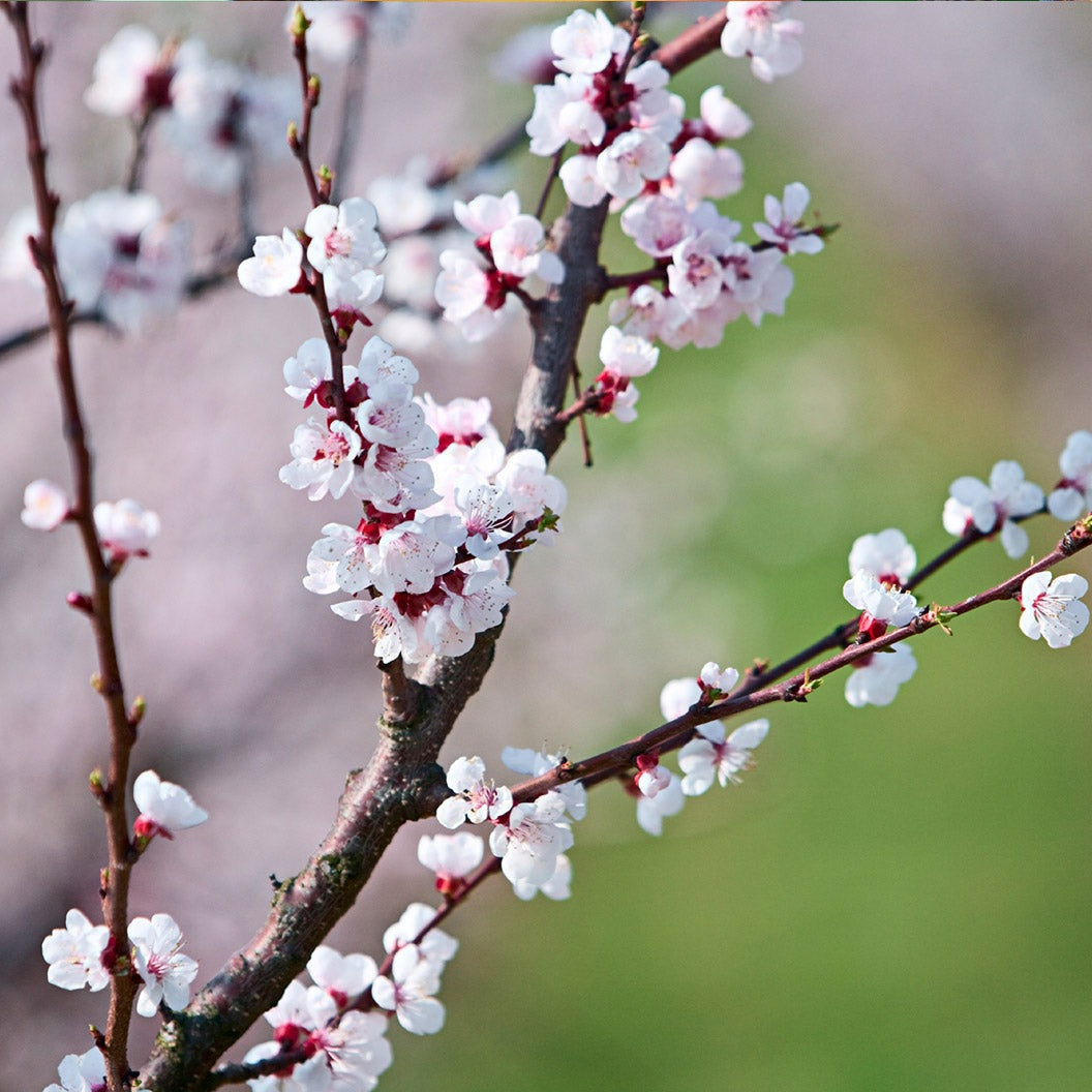 Katy Apricot Tree