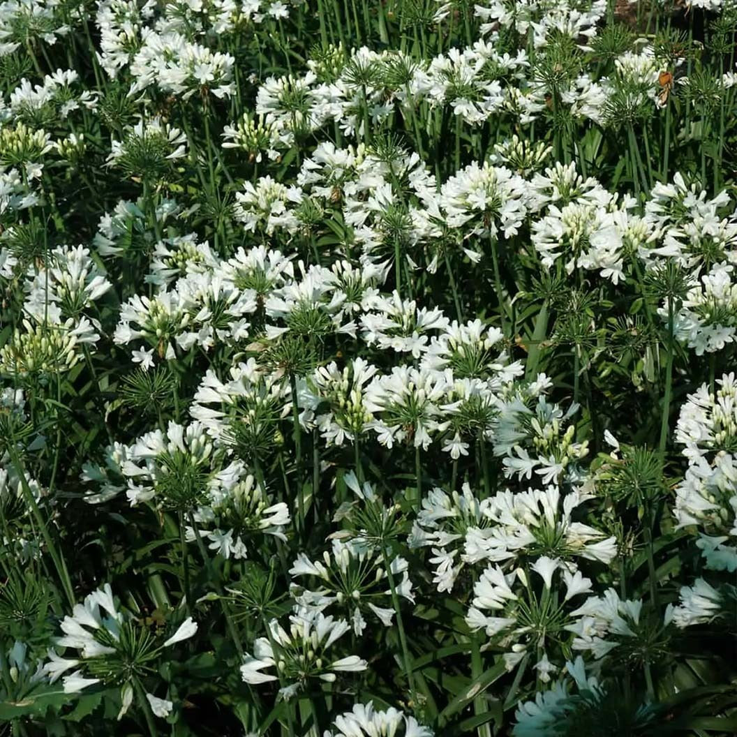 Ever WhiteTM Agapanthus Plant