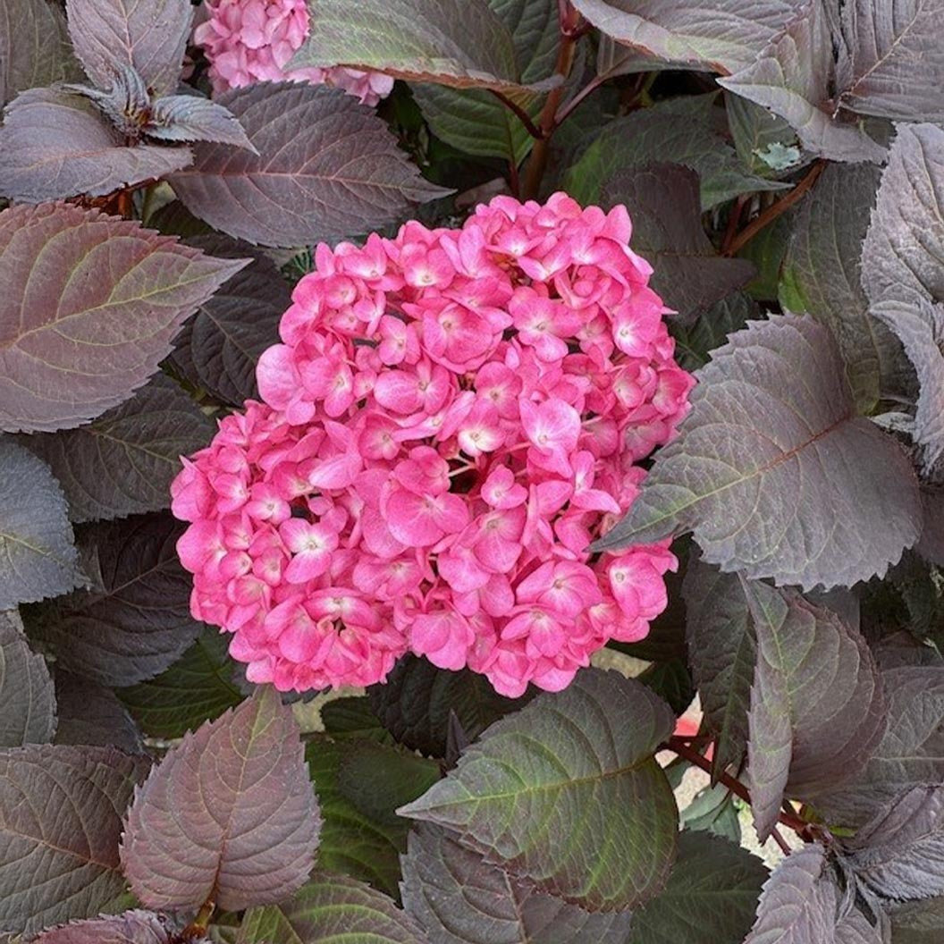 Garden District Midnight RiderTM Hydrangea Bush