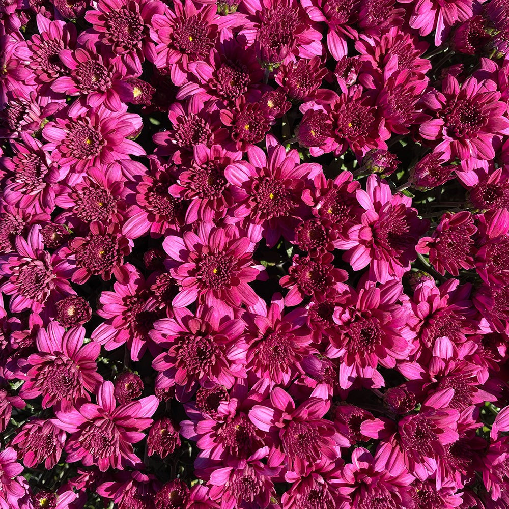 Purple Belgian Mums®