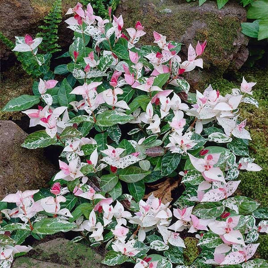 Snow-N-SummerTM Asiatic Jasmine Shrub