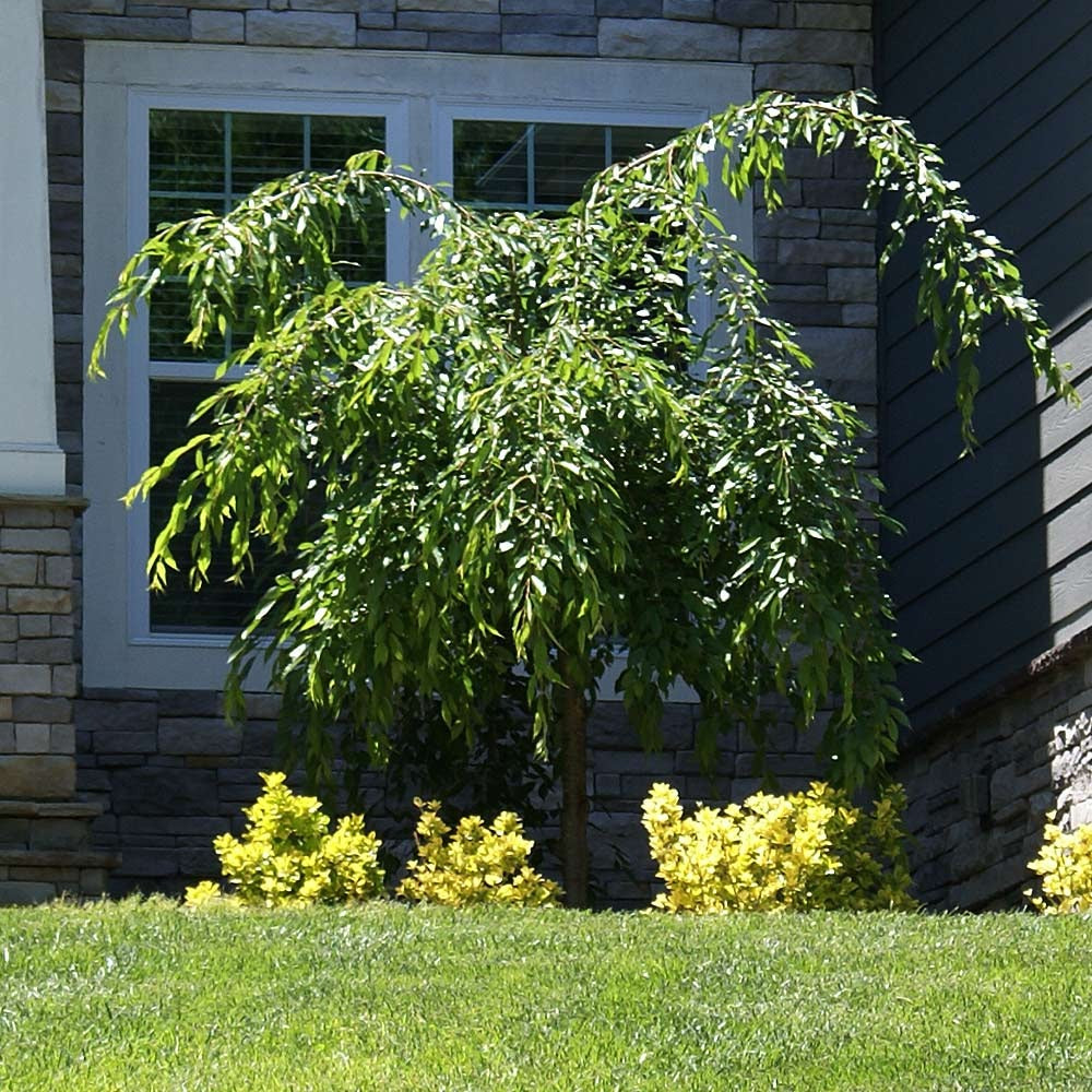 Proven Winners® Weeping ExtraordinaireTM Cherry Tree