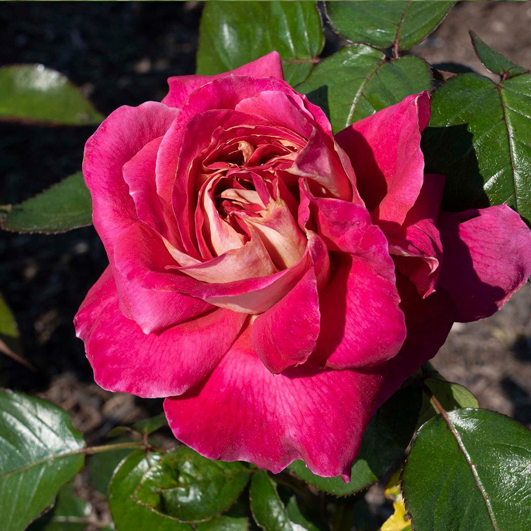 Bloomables® Cherries & ChampagneTM Rose