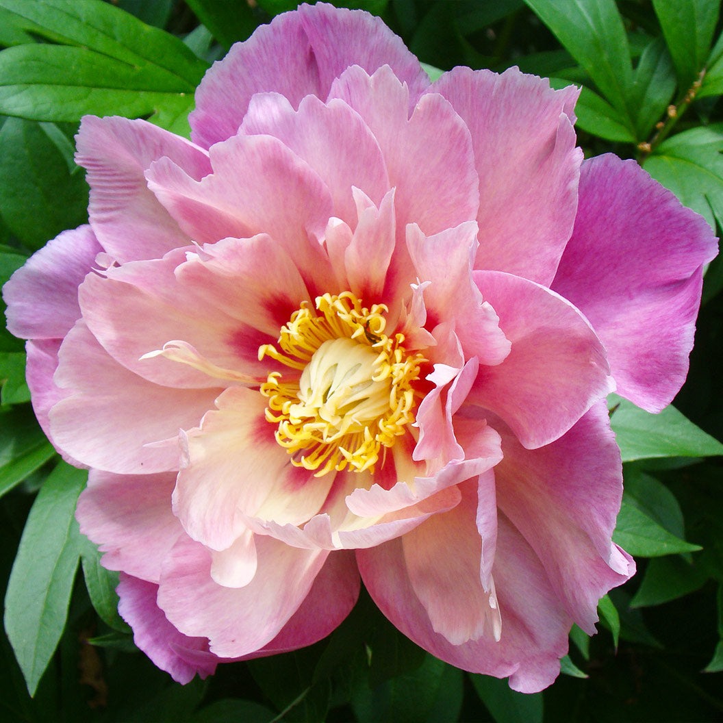 Garden Candy® Sweet TreatTM Itoh Peony Plant