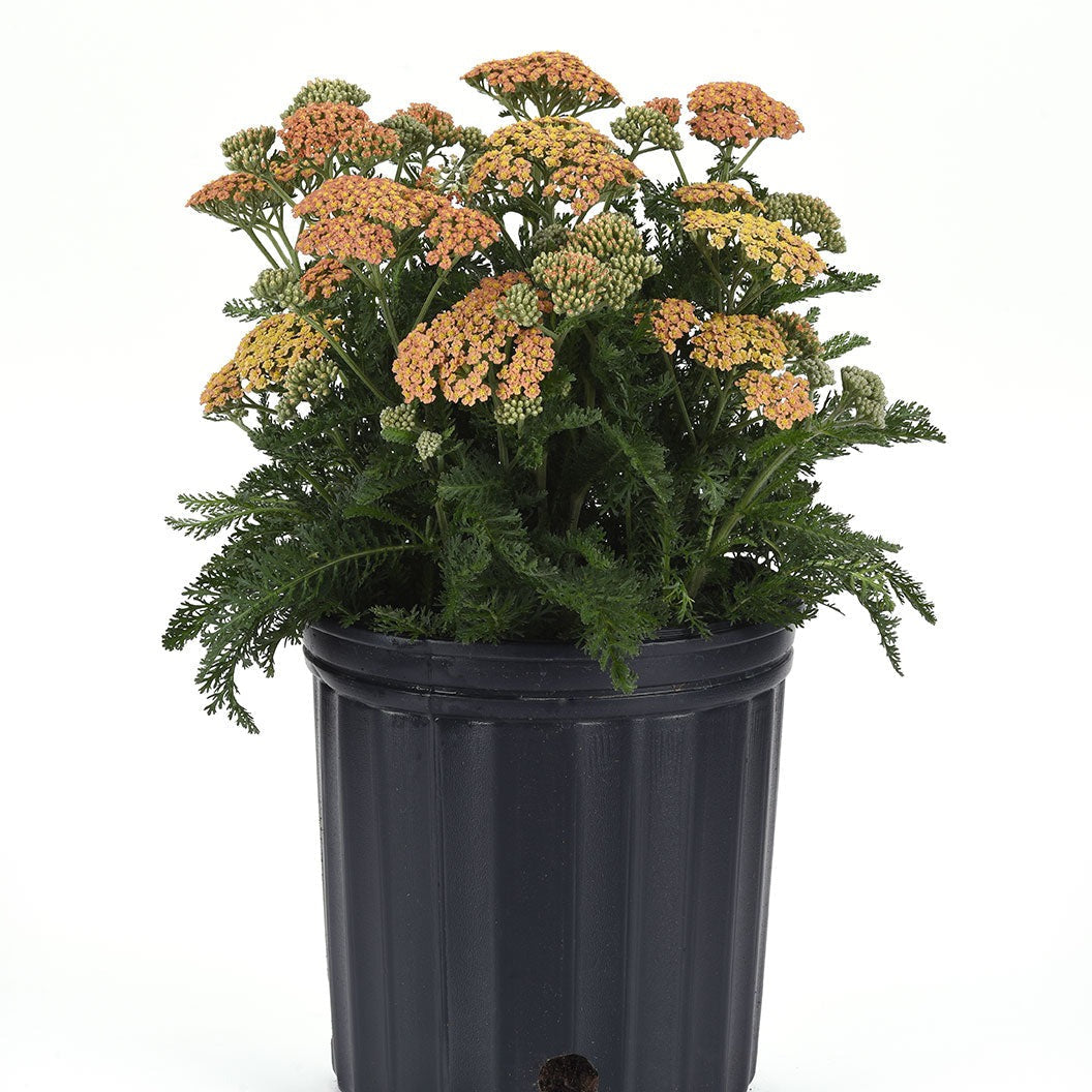 New VintageTM Terracotta Yarrow Plant