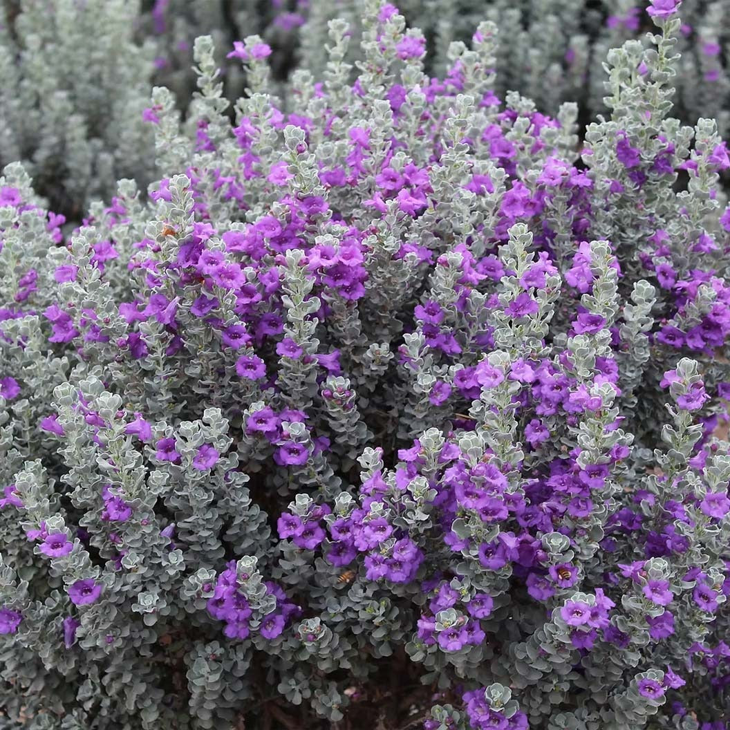MicroburstTM Texas Sage Shrub