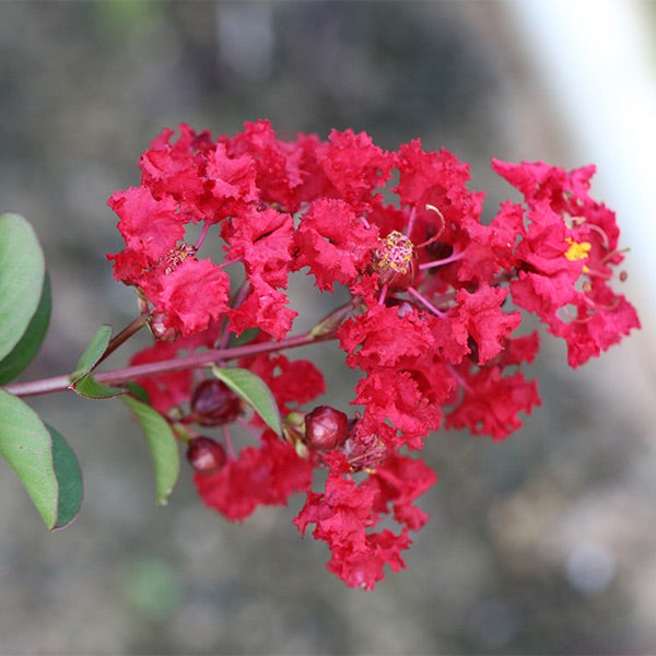 Garnet KingTM Emerald Empire® Crape Myrtle Tree