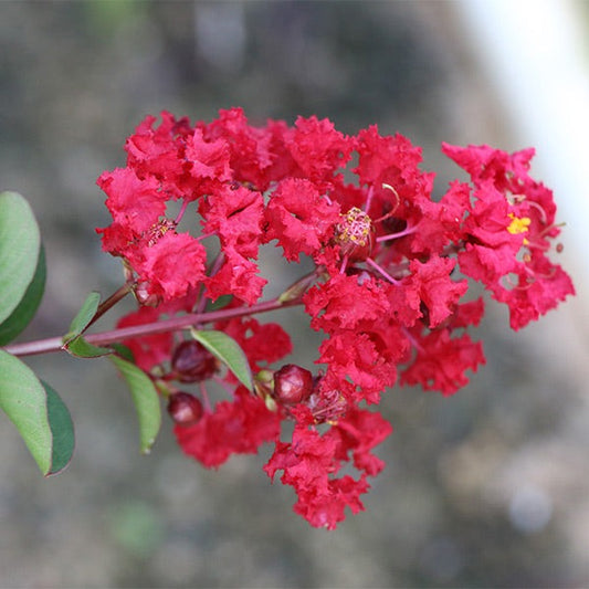 Garnet KingTM Emerald Empire® Crape Myrtle Tree