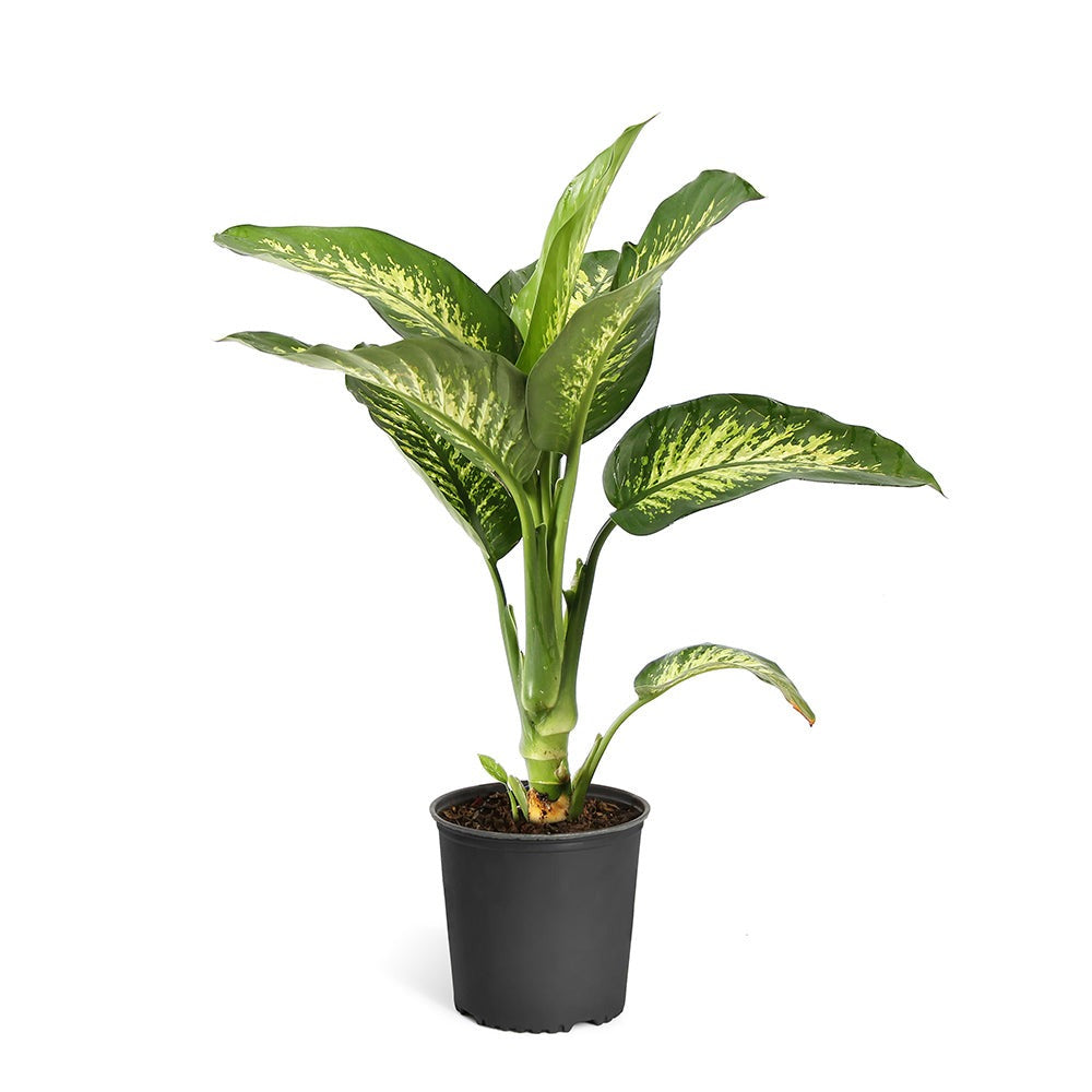 Dieffenbachia Tropic Snow Plant