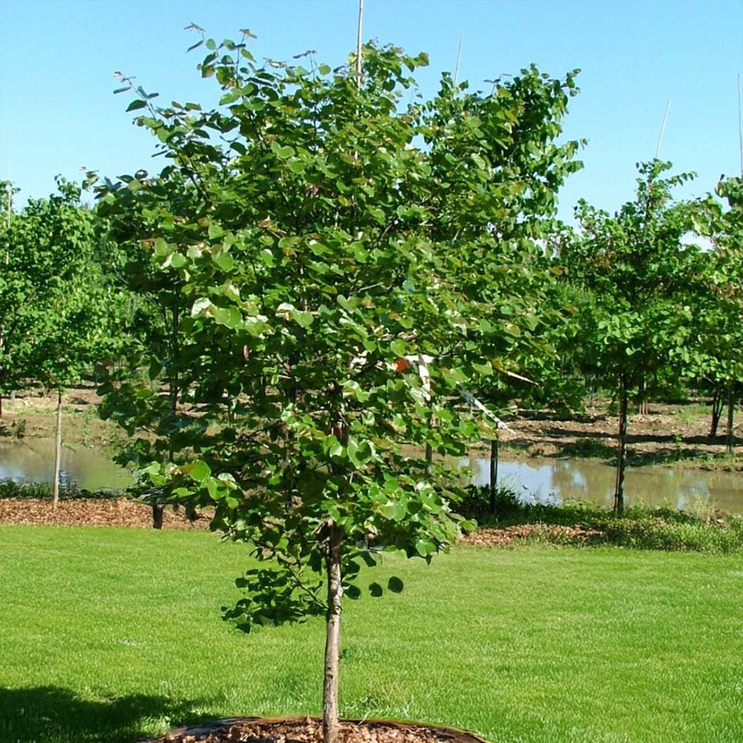 Luscious LavenderTM Redbud Tree