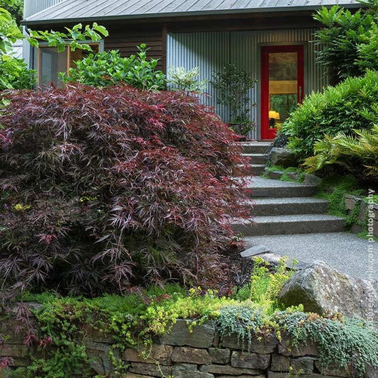 Tamukeyama Japanese Maple Tree