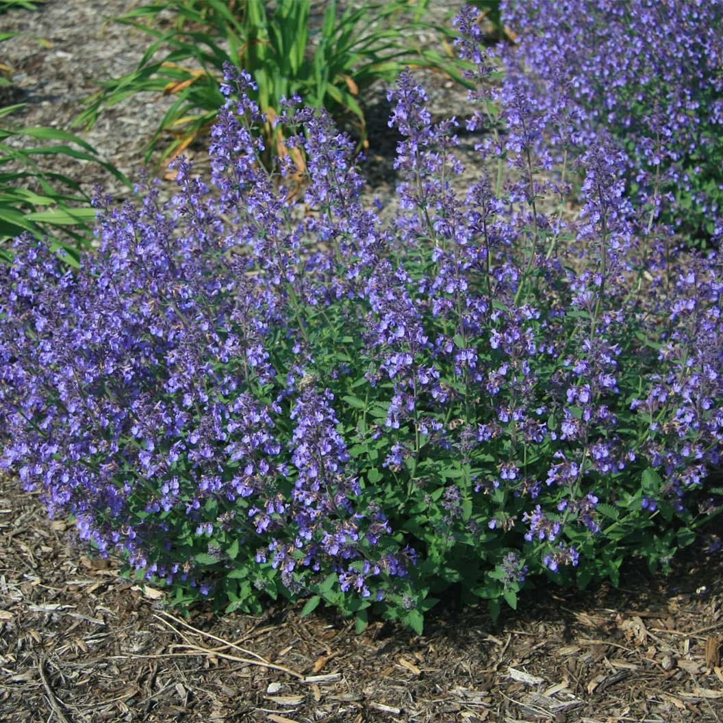Better Versions® Junior WalkerTM Nepeta Plant