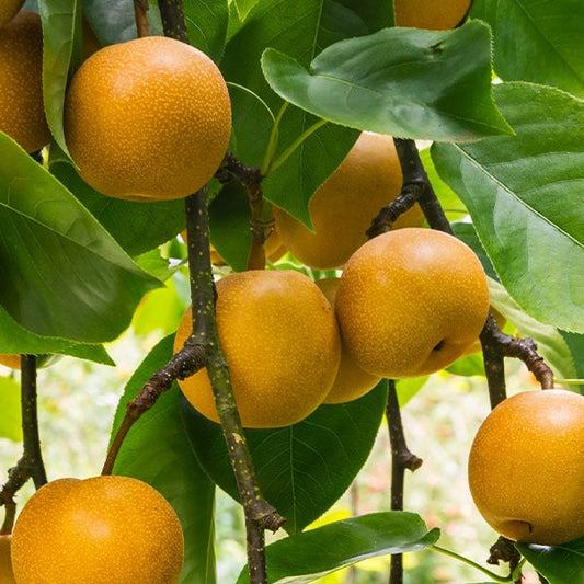 20th Century (Nijisseiki) Asian Pear Tree