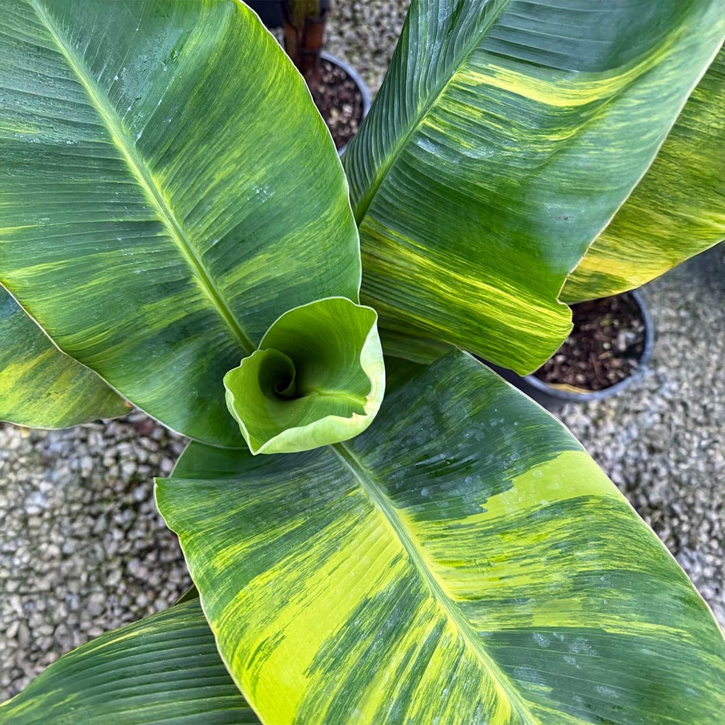 Dwarf Cavendish Variegated Banana Tree