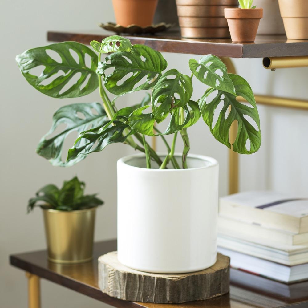 Monstera Adansonii