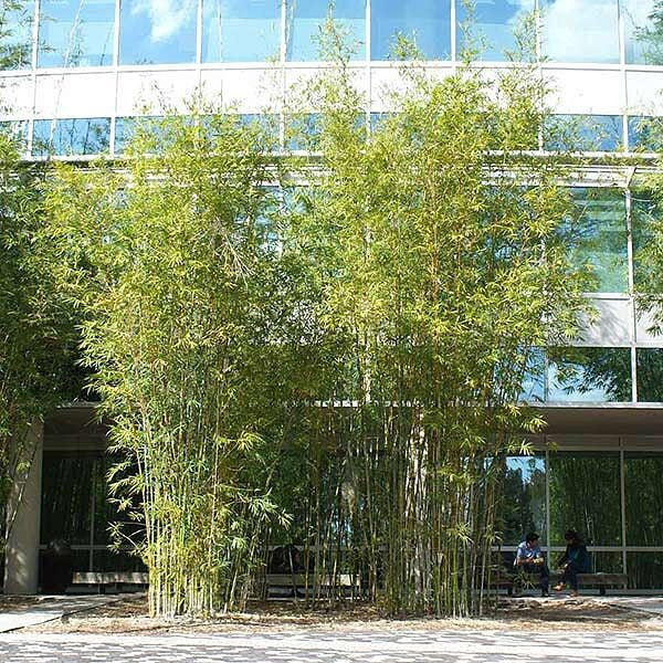 Pear Trees