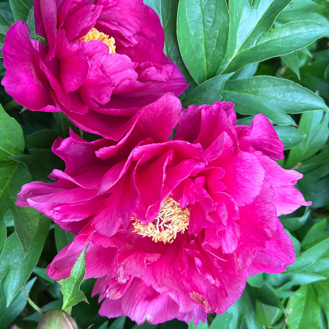 Garden Candy® Noa JolieTM Itoh Peony Plant