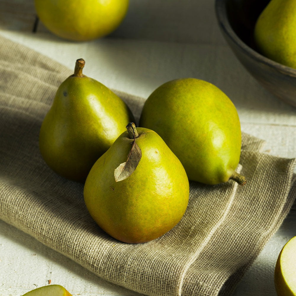 Seckel Pear Tree