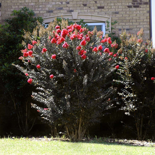 ThunderstruckTM Coral BoomTM Crape Myrtle Tree